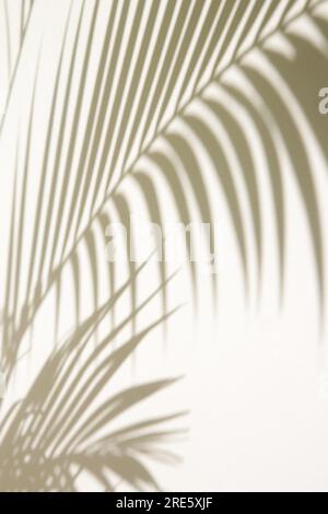 Palm tree shadows on white wall Stock Photo