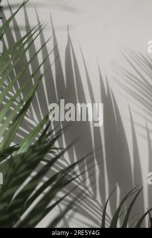 Palm tree shadows on white wall Stock Photo