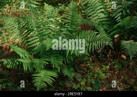 Background of the dark green leaves of fern and wild plant over the brown soil of the forest Stock Photo