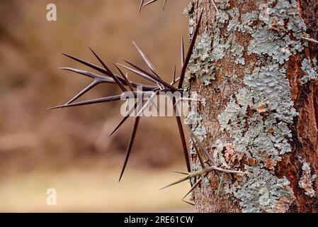 Large branched thorns on the Honey Locust tree (Gleditsia triacanthos) also known as Thorny Locust. Stock Photo
