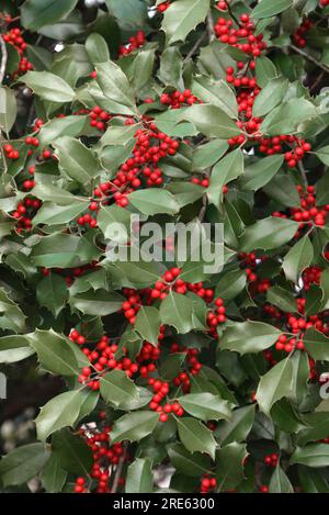 American Holly (Ilex opaca) with thorny green leaves and red berries in winter. Stock Photo