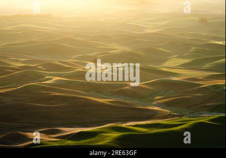 Aerial view of rolling hills in early morning light, seen from Steptoe Butte. Steptoe Butte State Park, Washington, USA. Stock Photo