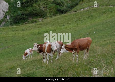 An endearing scene of multiple cows in a Bavarian field, with two showing affection, encapsulating the warmth and tranquility of rural life. Stock Photo