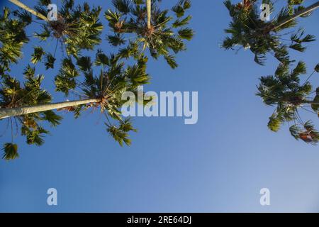Tall palm trees with clear blue sky in background Stock Photo