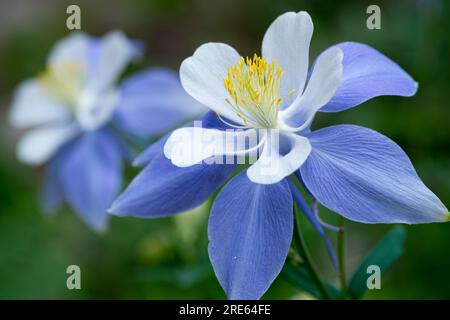 A Colorado blue columbine (Aquilegia coerulea) flower on the Green Mountain Trail in Rocky Mountain National Park. Stock Photo