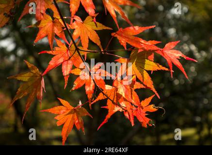 Red maple leaves in autumn in the garden at Tenryuji, a Buddhist temple in Arashiyama, Kyoto, Japan. Stock Photo