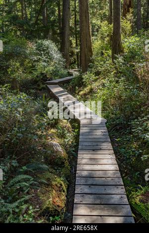 A boardwalk on the trail to Schooner Cove Pacific Rim National Park Reserve in British Columbia, Canada. Stock Photo