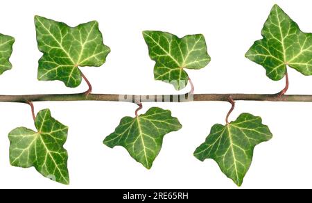 Seamless repeating pattern of English Ivy leaves. Stock Photo