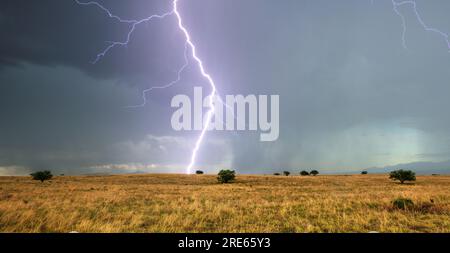 Lightning from a monsoon storm dwarfs mature mesquite trees on the grasslands of Las Cienegas National Conservation Area, Sonoita, Arizona, USA Stock Photo