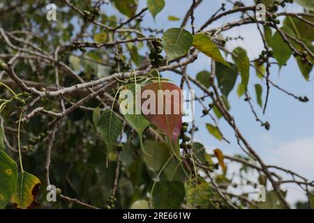 View of a Sacred Fig twig (Ficus Religiosa) bearing with old and freshly growing leaves Stock Photo