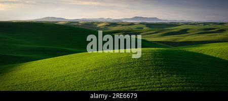 Green rolling hills and the Palouse Mountain Range under wispy, evening clouds. Latah County, Idaho, USA. Stock Photo