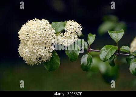 Viburnum prunifolium (known as blackhaw or black haw, blackhaw viburnum, sweet haw, and stag bush) in spring in the full-bloom stage. Stock Photo