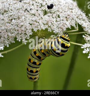 Caterpillar of the swallowtail butterfly (Papilio machaon) feeding on Queen Anne's lace (Daucus carota) usually considered a weed. Stock Photo