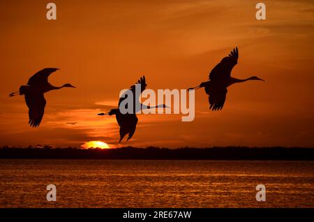 Sandhill cranes fly in the sunset at Bosque del Apache National Wildlife Refuge, NM Stock Photo