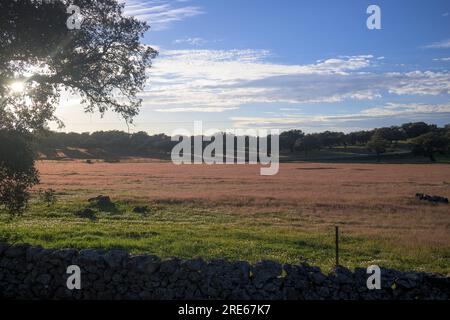 Landscape with holm oak and purple flower meadow and white horse, tree ...