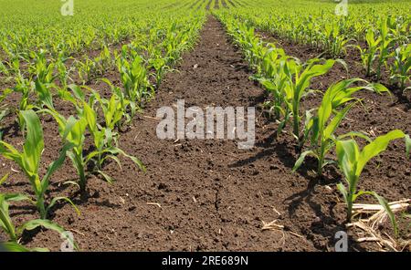 In the spring, young corn sprouts came up on a farm field Stock Photo
