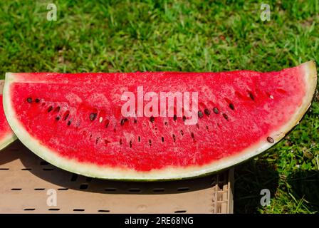 A seeded watermelon is sliced to expose the interior flesh, June 27, 2023, in Mobile, Alabama. Watermelon is cultivated throughout the world. Stock Photo
