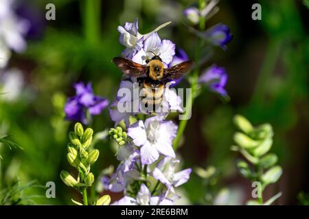 Closeup of a large Bumblebee with open wings hovering by White Larkspur flowers in a Summer garden. Stock Photo