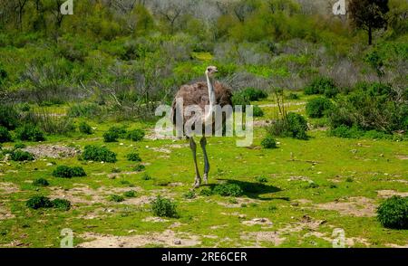 An ostrich walking through a grassy savanna Stock Photo