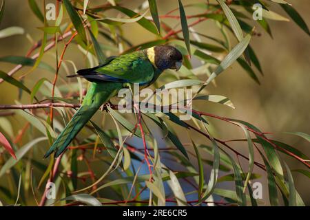 Australian Ringneck - Barnardius zonarius is parrot native to Australia, early two species Port Lincoln parrot (Barnardius zonarius) and Mallee Ringne Stock Photo