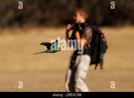 Australian Ringneck - Barnardius zonarius parrot native to Australia, early Mallee Ringneck (Barnardius barnardi). Green bird with yellow and photogra Stock Photo