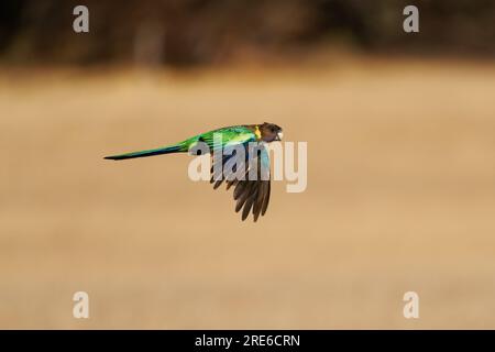 Australian Ringneck - Barnardius zonarius is parrot native to Australia, early two species Port Lincoln parrot (Barnardius zonarius) and Mallee Ringne Stock Photo