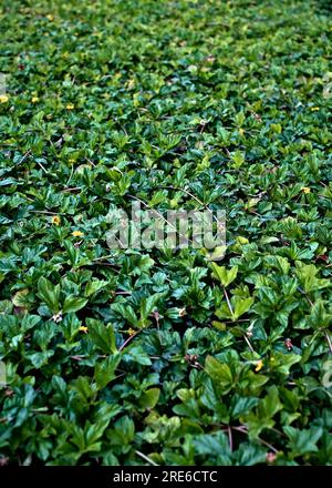 Green leaves pattern vertical background, an empty backdrop for use in concepts related to nature and environment. Stock Photo