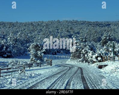 Tire tracks in the snow lead you through a fir tree forest on a backroad in rural New Mexico.  Early morning and quiet fills the air. Stock Photo