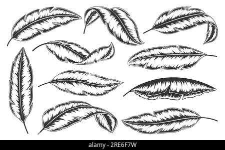 Tropical leaves hand drawn set. Minimalistic abstract exotic branches isolated on white background. Trendy botanical engraving black line art. Banana palm leaf in sketch graphic doodle style Stock Vector