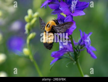 A large hovering bee, a Bombus Nevadensis Queen or Nevada bumblebee feeding on purple Larkspur or Delphinium flowers. Closeup view. Stock Photo