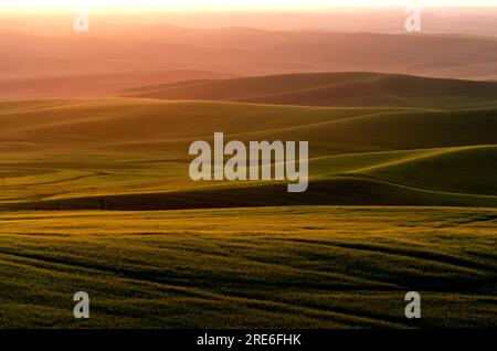 Rolling hills stretch off towards the western horizon at sunset on a spring evening. Whitman County, Washington, USA. Stock Photo