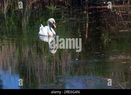 A beautiful white swan swims in the water. Behavior of a wild bird in nature. Animal wildlife wallpaper background. Stock Photo