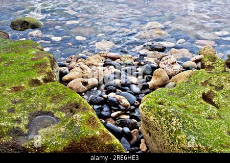 A large rift in a weed covered tidal rock, wet stones in shallow water. Stock Photo