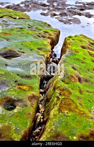 A long narrow rift in a rock on the sea shore, covered with seaweed, shallow water and flat rocks in soft background. Stock Photo