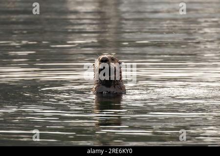 Sea otter eating shellfish floating near boats in St Herman Harbor of Kodiak, Alaska with copy space. Stock Photo