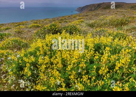 Yellow Tree Lupin, Wild Radish, Tomales Point, Point Reyes National Seashore, Burton Wilderness, Marin County, California Stock Photo