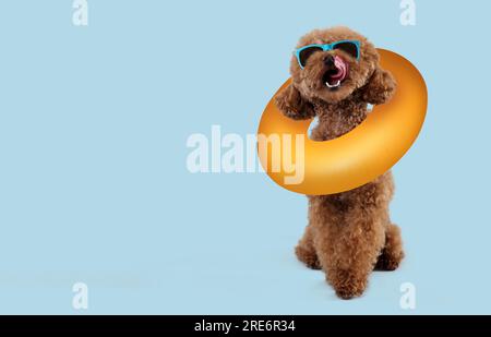 Cute Maltipoo dog with stylish sunglasses and swim ring on light blue background. Space for text Stock Photo