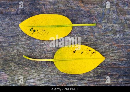 Two golden yellow leaves isolated on natural background. Stock Photo