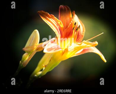 Orange day-lily Calgary Zoo Alberta Stock Photo