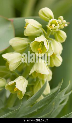Fritillaria persica 'Ivory Bells' flowers Stock Photo