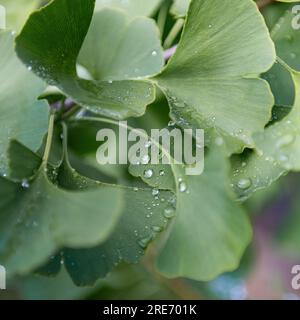water drops on a ginkgo biloba leaf - dew on the leaves Stock Photo