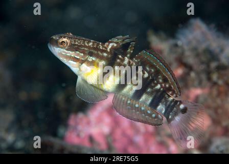 Banded Goby, Amblygobius phalaena, Retak Larry dive site, Lembeh Straits, Sulawesi, Indonesia Stock Photo