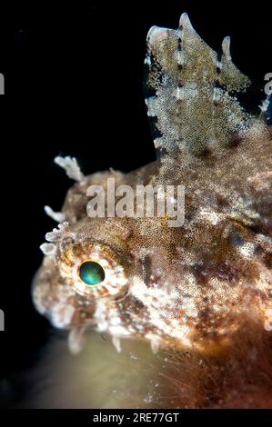 Highfin Fangblenny, Petroscirtes mitratus, Aw Shucks dive site, Lembeh Straits, Sulawesi, Indonesia Stock Photo