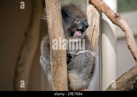 the koala is a grey marsupial with white fluffy ears. Koalas can climb trees with their sharp claws. Stock Photo