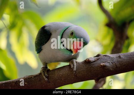 A Parrot With Grey And Green Feathers, Bird Head. Digital Art by Gon�alo  Barriga - Fine Art America