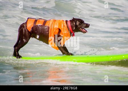 Huntington Beach, California, USA. 24th Sep, 2016. A Chocolate Labrador Retriever rides a surfboard in a timed dog surfing competition in Huntington Beach, CA. Note lifejacket. (Credit Image: © Spencer Grant/ZUMA Press Wire) EDITORIAL USAGE ONLY! Not for Commercial USAGE! Stock Photo