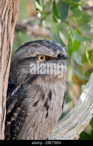 the tawny frogmouth has a mottled grey, white, black and rufous – the feather patterns help them mimic dead tree branches. Their feathers are soft, li Stock Photo