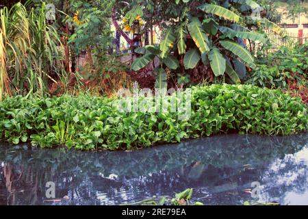 Water hyacinth plants that grow in dirty rivers, at that time are also in a condition of increased discharge, water or flooding. Stock Photo
