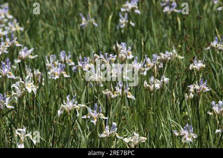 A meadow overflows with native Iris Missouriensis wildflowers, impressing notions of gratitude at over 8000 feet in the San Emigdio Mountains. Stock Photo