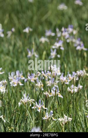 A meadow overflows with native Iris Missouriensis wildflowers, impressing notions of gratitude at over 8000 feet in the San Emigdio Mountains. Stock Photo